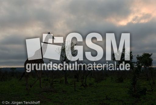 Giraffe (27 von 94).jpg